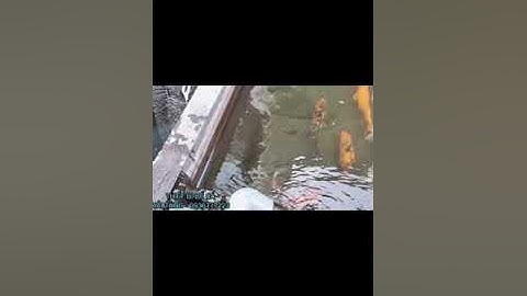 Lọc dàn mưa Bakki cho hồ Koi - dàn bakki lọc hồ koi