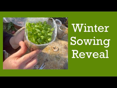 Winter sowing REVEAL!  Poppies, larkspur, snap dragons, zinnia, bells of Ireland, bupleurum, stocks