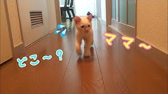 ソラといっしょkitten Youtube