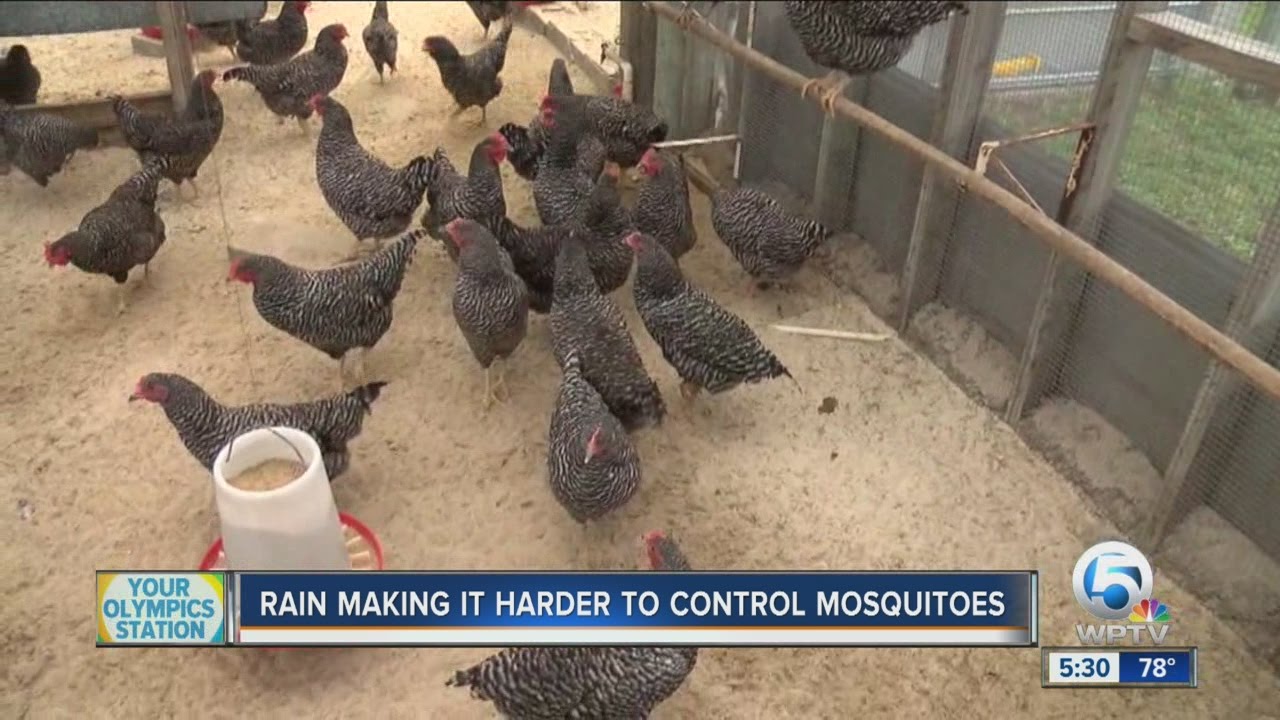 Chickens set for mosquito control duty - YouTube