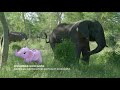 LEGO and National Geographic: Can we make naughty elephants behave?