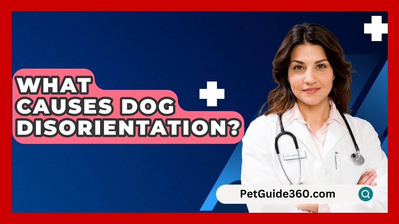 What Causes Dog Disorientation? - PetGuide360.com