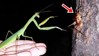 Let's fight Cave cricket with the giant mantis! +Mantis flying