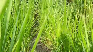 Super naiper grass part 2