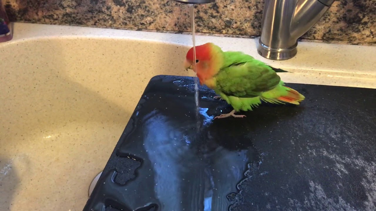 Bird splash pad YouTube