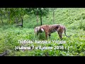 Любовь Амура и Уссури. (съёмка 7 и 8 июня 2016 г.)