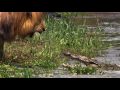 African cats documentary trailer from disneynature in