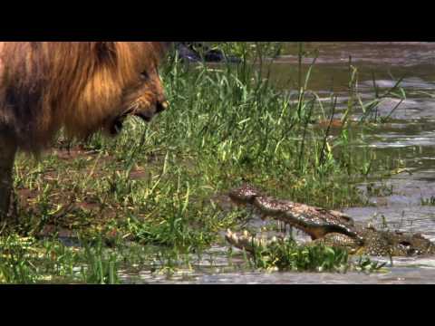 AFRICAN CATS Documentary Trailer From DisneyNature in HD