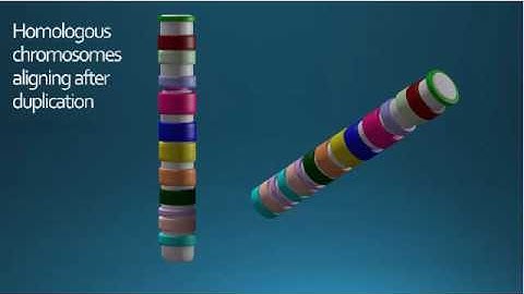 CHROMOSOMAL DELETIONS & DUPLICATIONS RESULT IN BULGES IN SYNAPSIS