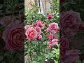Роза Прикс П.Ж.Редуте  шраб. Rose Prix P.J. Redoute 2023 г.