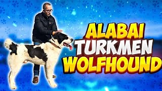 Turkmen Wolfhound Alabai: An Exclusive Interview with Nemeth Patrik of Midislander Unique • Ep. 09 screenshot 5