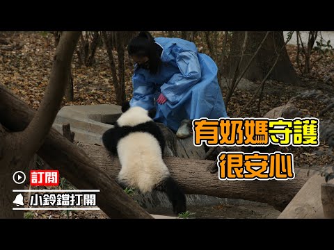 《熊貓早晚安》熊貓寶寶跟著奶媽練習攀爬 | iPanda熊貓頻道