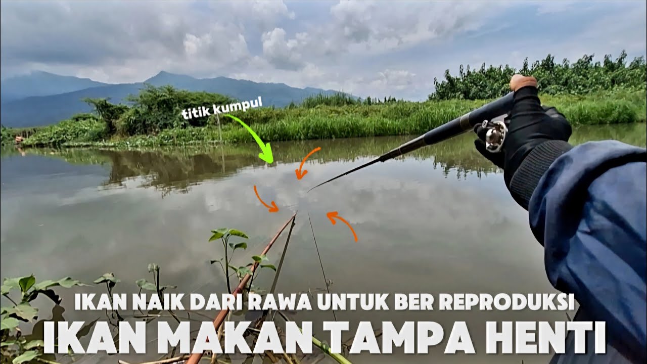 SPOT MANCING VIRAL MUSIM INI ‼️ RIBUAN MUNGKIN JUTAAN IKAN NAIK DARI RAWA UNTUK BER REPRODUKSI ❗️