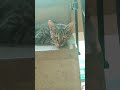 ghamndi billi