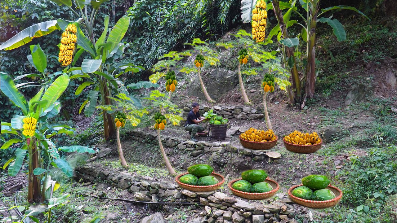 Сбор бананов и папайи для продажи на районном рынке | Ферма в лесу
