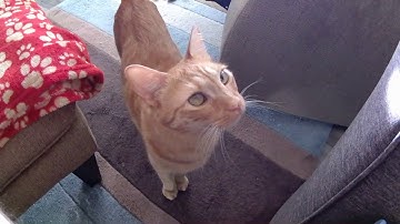 Polaroid Cube+ Test Video