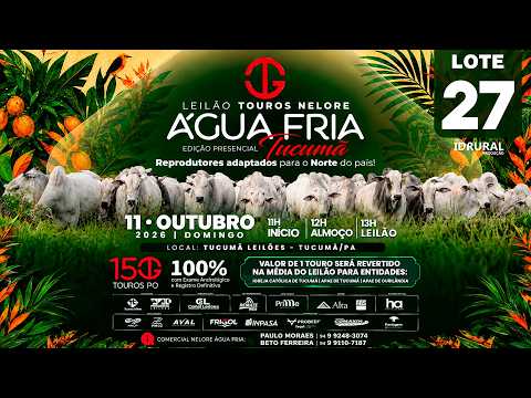 LOTE 27
