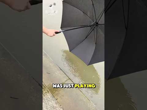 لم يتوقع أحد ما حصل عليه بمظلة رائج شورتات لحظات مضحكة