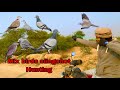 Slingshot mix birds hunting amazing birds with slingshot hunting