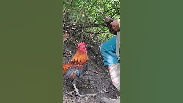 gà rừng mã đỏ cực xong.qaib qus khav theeb tiag tiag