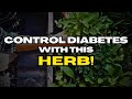 The 1 best herb for diabetes and heres how to use it