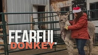 Halter Training A Donkey (Step by Step Guide)