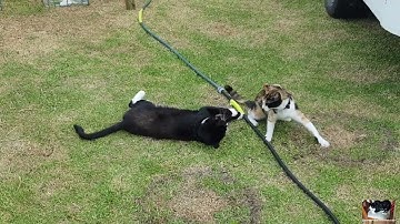 Calico cat Penny always likes to play with Tuxedo cat Sam