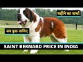 Saint Bernard Puppies Price In India | Monthly Expenses Of St. Bernard Dogs (HINDI) - I LOVE DOGS