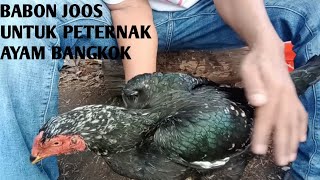 CARA MEMILIH BABON BANGKOK YANG BAGUS DAN COCOK UNTUK BETERNAK