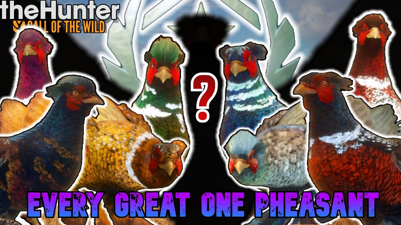 Я почти год охотился на всех крупных фазанов, включая каких-то невероятных!