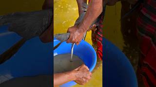 Big Catol Fish Breeding System Process #foryou #fishing #reels
