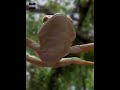 The Frog That Can Actually Fly!? #shorts #facts