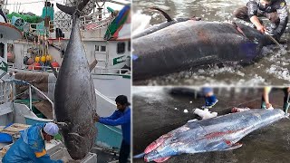 Awesome Fish Cutting Skills | Giant Bluefin Tuna VS Giant Marlin