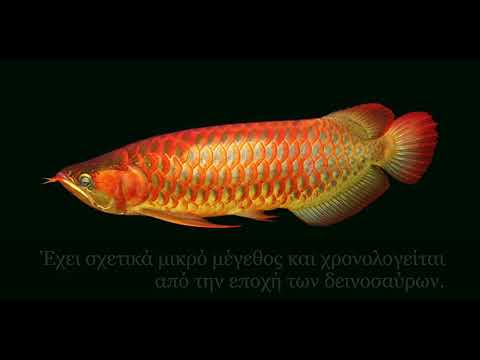 Βίντεο: Τύποι Τροπικά ψάρια ενυδρείων γλυκού νερού