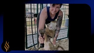 Rambouillet Ewe Shearing