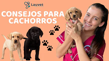 ¿Qué no hacer con un cachorro?