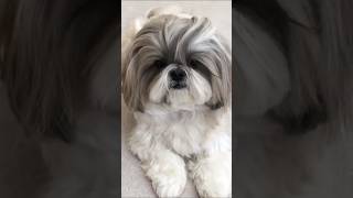 Shih Tzu lets her hair down and enjoys treats  Cute dog tricks #shorts #shihtzu