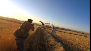 20232024 Yeni̇ Sezon Bildircin Avi Li̇mi̇tler Çok Kolay Doldu Quail Hunting Охота На Перепелов