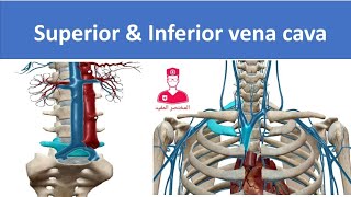 الأورده الرئيسيه || main veins