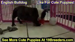 English Bulldog, Puppies, Dogs, For Sale, In Aurora, County, Illinois, IL, 19Breeders, Joliet, Elgin, KILLINOIS KENNELS FACEBOOK LIVE INTERVIEW FROM IBULLY TV @ SPRINGFIELD IL ABKC SHOW, Muscletone Bullys Mr.Bean American Bully Pups For Sale From Killinois Kennels