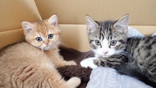 Looking back at daddy cat Coco and mother cat Mimi, who groomed each other for the first time