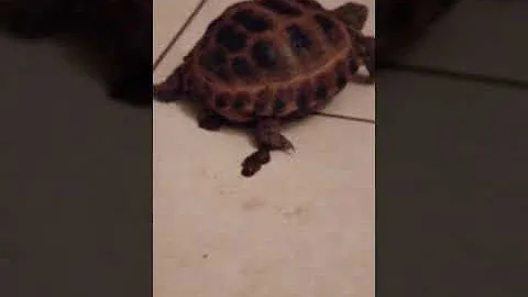 Dove fanno la cacca le tartarughe di terra?