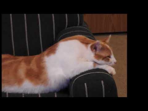 rumble video upload Just lounging around like Everyone else