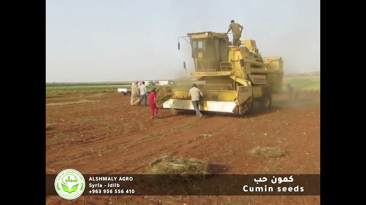الكمون محصول 2023 || حصاد #الكمون في سوريا #الجزيرة  #إدلب  Harvesting #cumin in Syria is a season