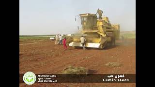الكمون محصول 2023 || حصاد #الكمون في سوريا #الجزيرة  #إدلب  Harvesting #cumin in Syria is a season