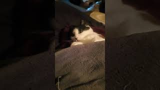 Pall Is Sleepy vlog cat lifeisbutadream
