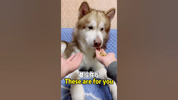 The Dog is Very Particular About Ritual😂🐶#shorts #alaskanmalamute #dog - 天天要聞