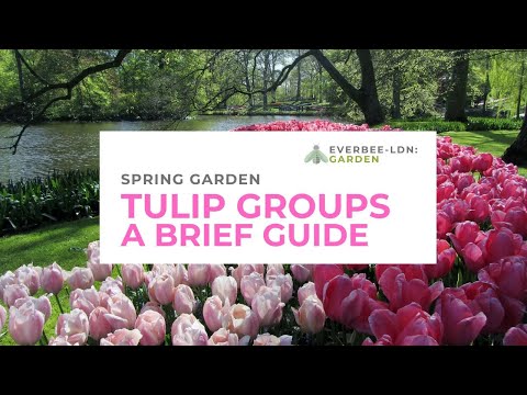 فيديو: ما هي Fosteriana Tulips - كيفية زراعة Fosteriana Tulips في الحديقة