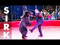 Dogs Bears Monkeys Animals Sirk Circus Show