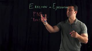 Erection vs Ejaculation